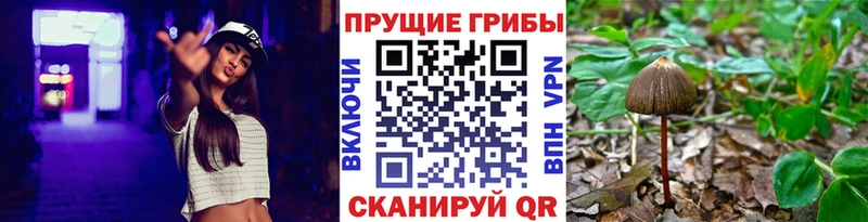 Галлюциногенные грибы Cubensis  наркошоп  Ладушкин 